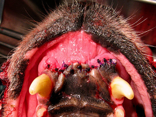 Peripheral Odontogenic Fibroma and Epulis in Dog Epulis, Ossifying Epulis, Fibromatous Epulis, Fibroosseous Epulis