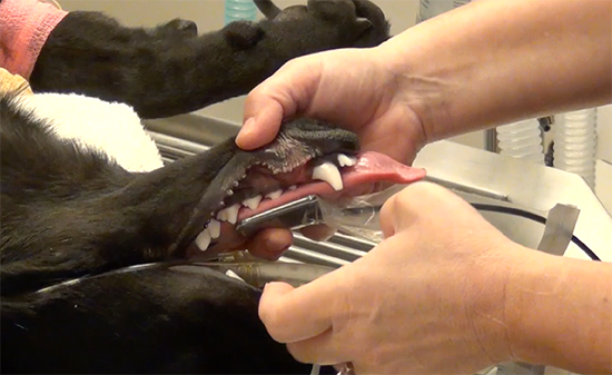 PET DENTAL RADIOGRAPHY : DENTAL X-RAYS FOR DOG AND CAT