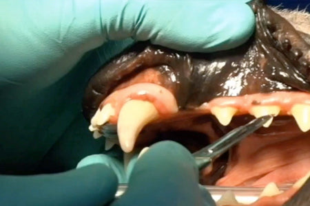 Veterinary Dentistry Instrument Handling