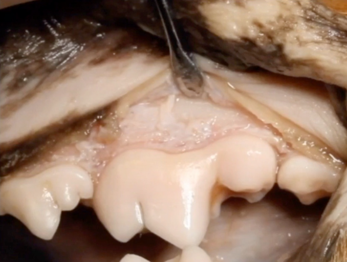 Proper Patient Positioning For Surgical Extractions In Dogs and Cats