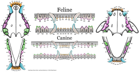 Feline & Canine Dental Chart - Gray Gingiva Vinyl Mural Wall Decal - Dr Bretts Pets