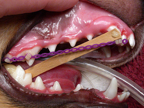 ORTHODONTICS : BRACES FOR DOGS AND CATS