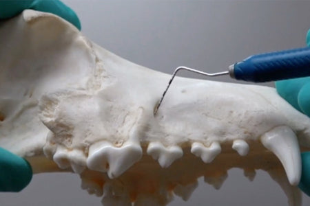 Veterinary Dental Flaps in Dogs and Cats