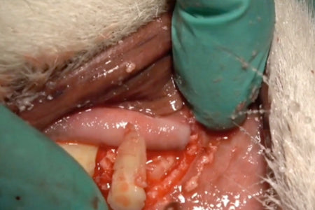 Extracting Root Tips in Dogs and Cats