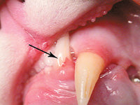 Tooth Resorption in Cats Unfortunately Often Goes Undiagnosed