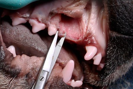 Maxillary Canine Extraction In the Dog