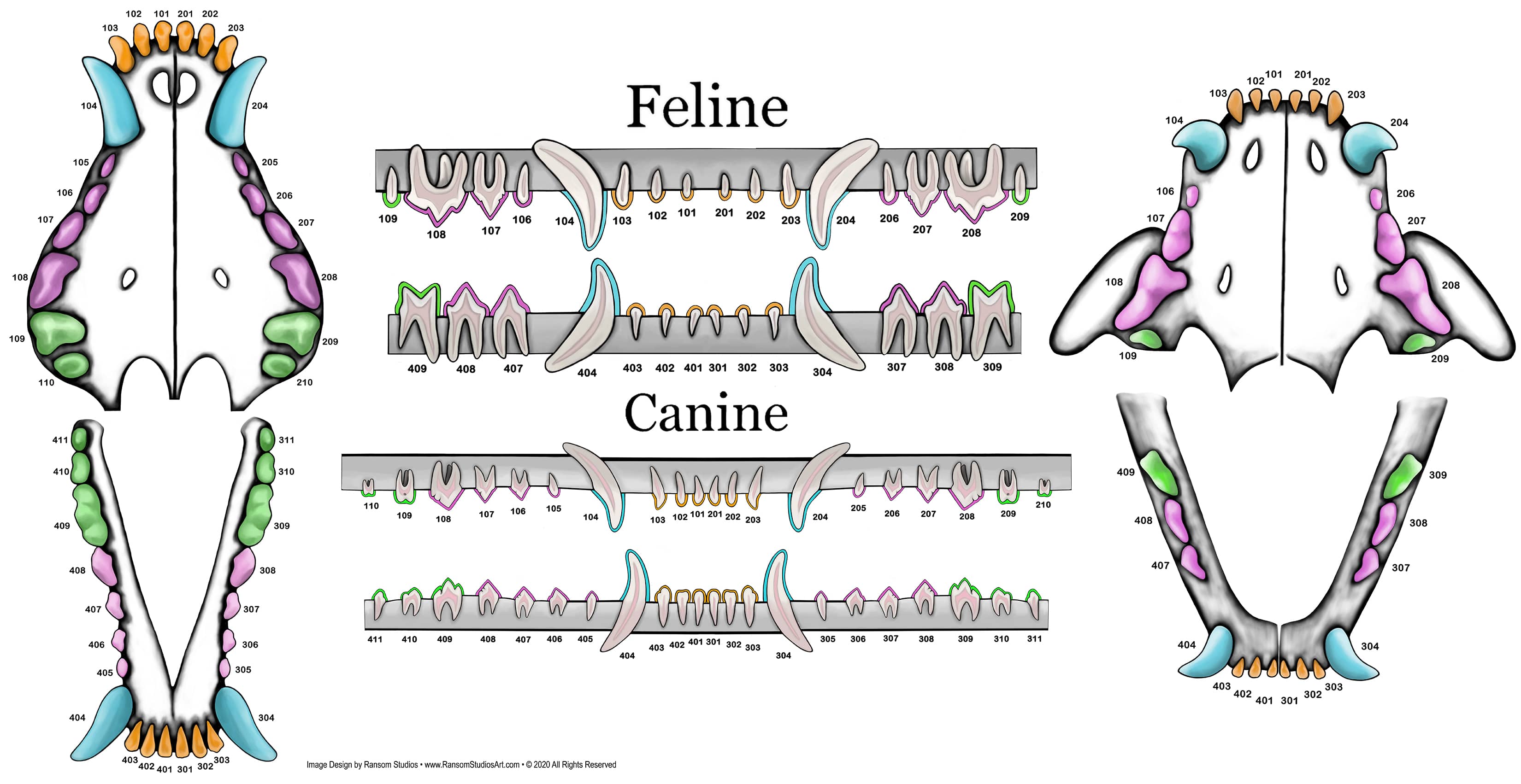 Feline Dentition Diagram Canine Dental Chart Diagram Quizlet