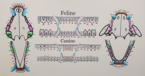 Feline & Canine Dental Chart - Gray Gingiva Vinyl Mural Wall Decal – Dr ...